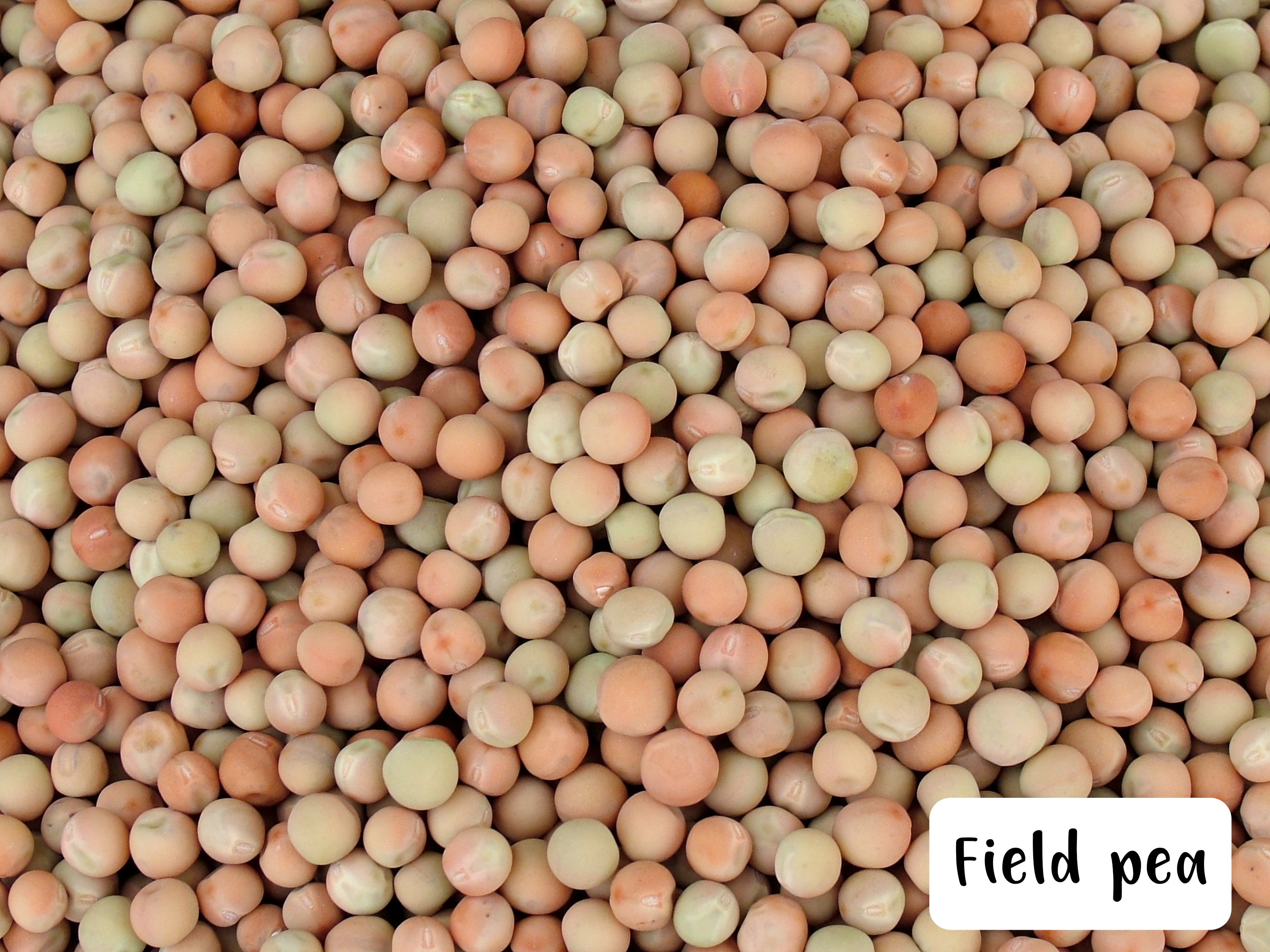 Seed